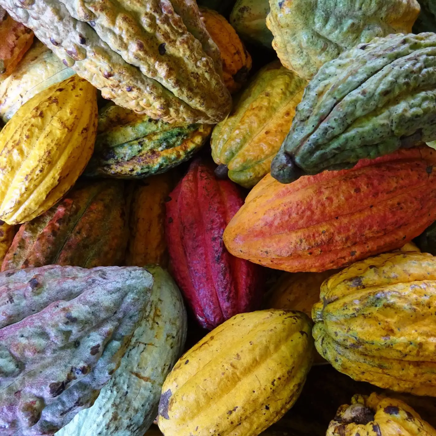 Freshly harvested cacao pods in yellow, orange, red and green